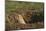 Black-Tailed Prairie Dog Peeking out of Den-DLILLC-Mounted Photographic Print