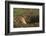 Black-Tailed Prairie Dog Peeking out of Den-DLILLC-Framed Photographic Print