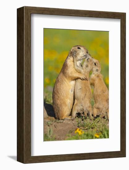Black-tailed Prairie Dog pups 'kissing' parent, Oklahoma, USA-Marie Read-Framed Photographic Print