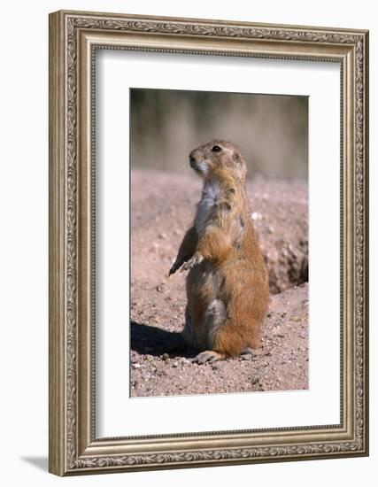 Black-Tailed Prairie Dog Standing, Badlands National Park, South Dakota, Usa-John Barger-Framed Photographic Print