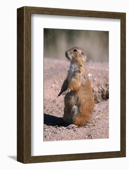 Black-Tailed Prairie Dog Standing, Badlands National Park, South Dakota, Usa-John Barger-Framed Photographic Print