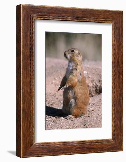 Black-Tailed Prairie Dog Standing, Badlands National Park, South Dakota, Usa-John Barger-Framed Photographic Print