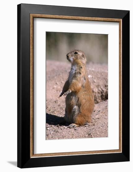 Black-Tailed Prairie Dog Standing, Badlands National Park, South Dakota, Usa-John Barger-Framed Photographic Print