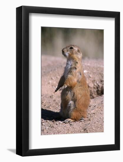 Black-Tailed Prairie Dog Standing, Badlands National Park, South Dakota, Usa-John Barger-Framed Photographic Print