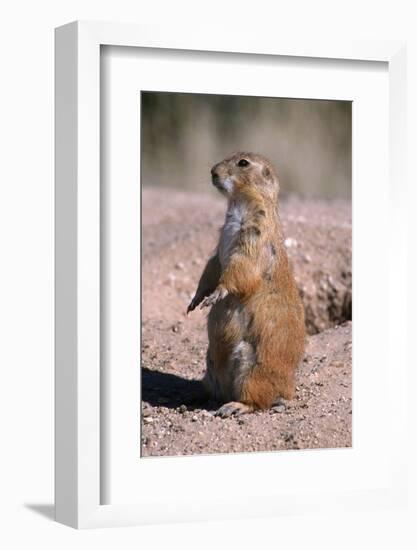 Black-Tailed Prairie Dog Standing, Badlands National Park, South Dakota, Usa-John Barger-Framed Photographic Print