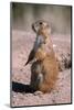 Black-Tailed Prairie Dog Standing, Badlands National Park, South Dakota, Usa-John Barger-Mounted Photographic Print