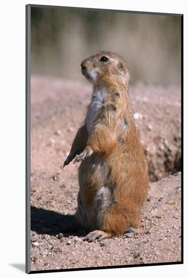 Black-Tailed Prairie Dog Standing, Badlands National Park, South Dakota, Usa-John Barger-Mounted Photographic Print