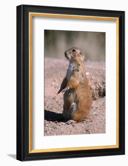 Black-Tailed Prairie Dog Standing, Badlands National Park, South Dakota, Usa-John Barger-Framed Photographic Print