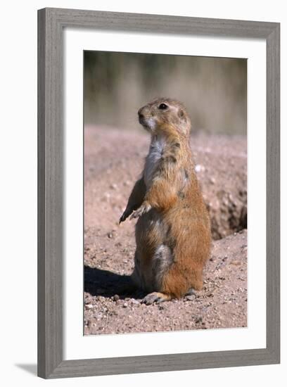 Black-Tailed Prairie Dog Standing, Badlands National Park, South Dakota, Usa-John Barger-Framed Photographic Print