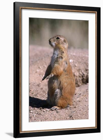 Black-Tailed Prairie Dog Standing, Badlands National Park, South Dakota, Usa-John Barger-Framed Photographic Print