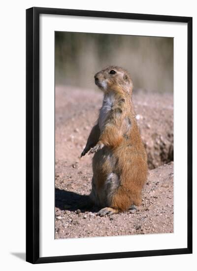 Black-Tailed Prairie Dog Standing, Badlands National Park, South Dakota, Usa-John Barger-Framed Photographic Print