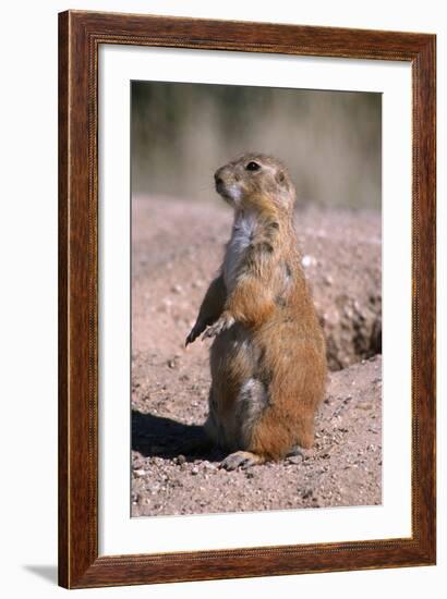 Black-Tailed Prairie Dog Standing, Badlands National Park, South Dakota, Usa-John Barger-Framed Photographic Print