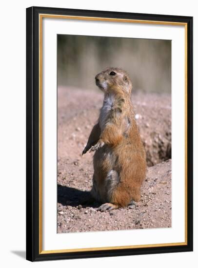 Black-Tailed Prairie Dog Standing, Badlands National Park, South Dakota, Usa-John Barger-Framed Photographic Print