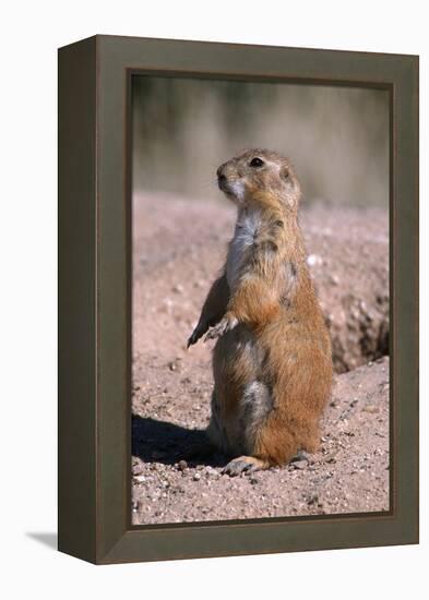 Black-Tailed Prairie Dog Standing, Badlands National Park, South Dakota, Usa-John Barger-Framed Premier Image Canvas