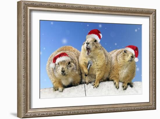 Black-Tailed Prairie Dog Three Animals in a Row-null-Framed Photographic Print