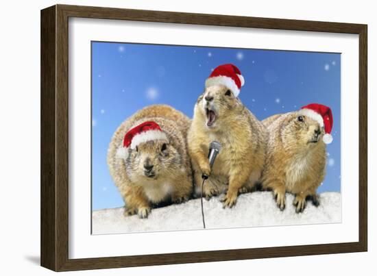 Black-Tailed Prairie Dog Three Animals in a Row-null-Framed Photographic Print