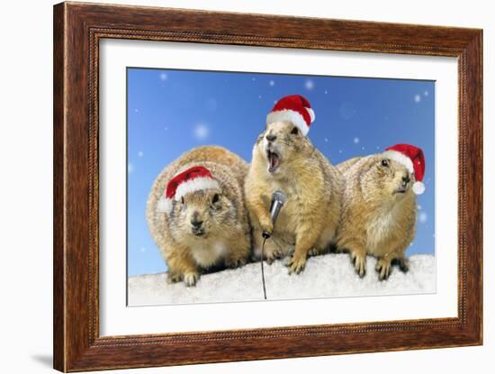 Black-Tailed Prairie Dog Three Animals in a Row-null-Framed Photographic Print