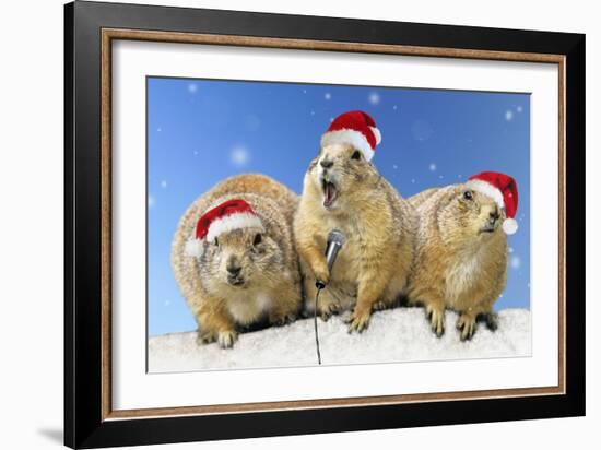 Black-Tailed Prairie Dog Three Animals in a Row-null-Framed Photographic Print