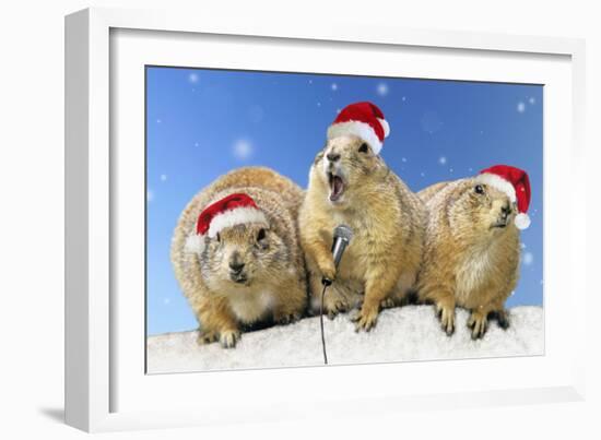 Black-Tailed Prairie Dog Three Animals in a Row-null-Framed Photographic Print