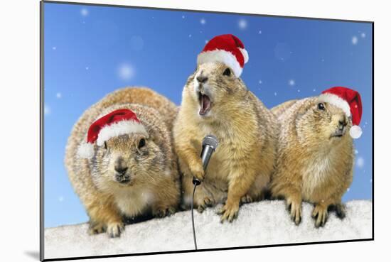 Black-Tailed Prairie Dog Three Animals in a Row-null-Mounted Photographic Print