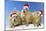 Black-Tailed Prairie Dog Three Animals in a Row-null-Mounted Photographic Print