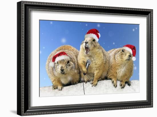 Black-Tailed Prairie Dog Three Animals in a Row-null-Framed Photographic Print