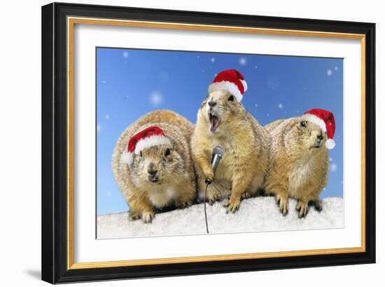 Black-Tailed Prairie Dog Three Animals in a Row-null-Framed Photographic Print