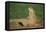 Black-Tailed Prairie Dog-DLILLC-Framed Premier Image Canvas