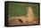 Black-Tailed Prairie Dog-DLILLC-Framed Premier Image Canvas