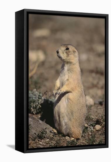 Black-Tailed Prairie Dog-DLILLC-Framed Premier Image Canvas