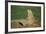 Black-Tailed Prairie Dog-DLILLC-Framed Photographic Print