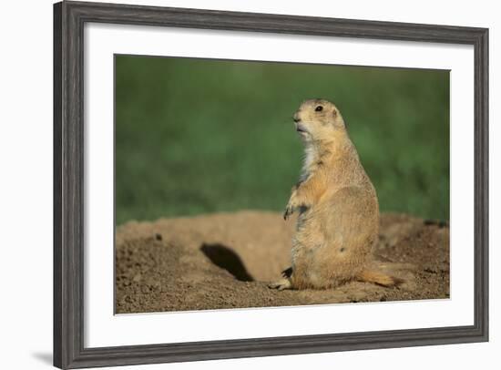 Black-Tailed Prairie Dog-DLILLC-Framed Photographic Print