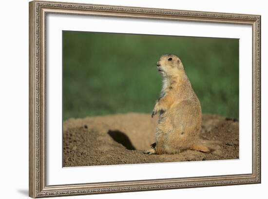 Black-Tailed Prairie Dog-DLILLC-Framed Photographic Print