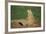 Black-Tailed Prairie Dog-DLILLC-Framed Photographic Print