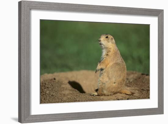 Black-Tailed Prairie Dog-DLILLC-Framed Photographic Print