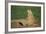 Black-Tailed Prairie Dog-DLILLC-Framed Photographic Print