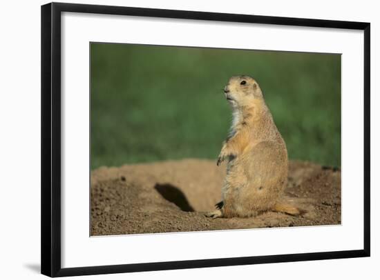 Black-Tailed Prairie Dog-DLILLC-Framed Photographic Print