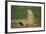 Black-Tailed Prairie Dog-DLILLC-Framed Photographic Print