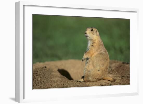 Black-Tailed Prairie Dog-DLILLC-Framed Photographic Print