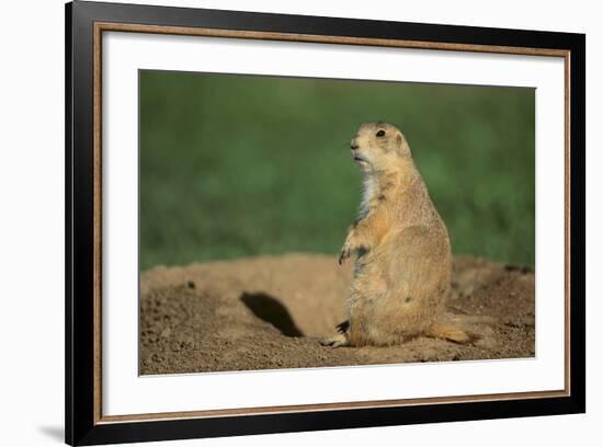 Black-Tailed Prairie Dog-DLILLC-Framed Photographic Print