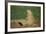 Black-Tailed Prairie Dog-DLILLC-Framed Photographic Print