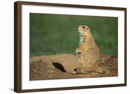 Black-Tailed Prairie Dog-DLILLC-Framed Photographic Print