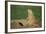 Black-Tailed Prairie Dog-DLILLC-Framed Photographic Print