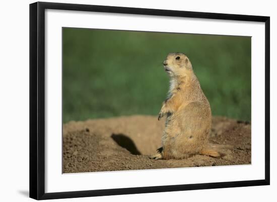 Black-Tailed Prairie Dog-DLILLC-Framed Photographic Print