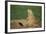 Black-Tailed Prairie Dog-DLILLC-Framed Photographic Print