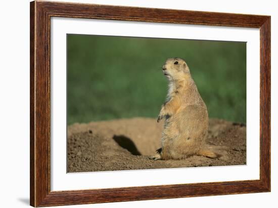 Black-Tailed Prairie Dog-DLILLC-Framed Photographic Print