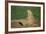 Black-Tailed Prairie Dog-DLILLC-Framed Photographic Print