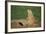 Black-Tailed Prairie Dog-DLILLC-Framed Photographic Print