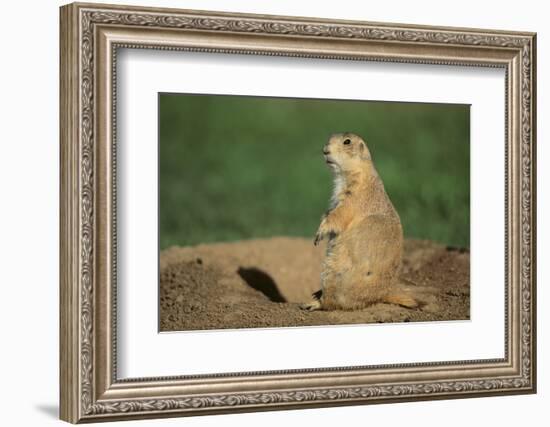 Black-Tailed Prairie Dog-DLILLC-Framed Photographic Print