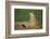 Black-Tailed Prairie Dog-DLILLC-Framed Photographic Print